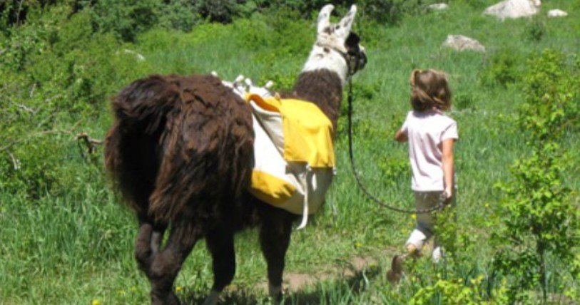 Lunch with a Llama at Antlers at Vail