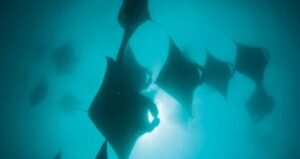 Manta Ray Research Odyessey with Four Seasons Explorer