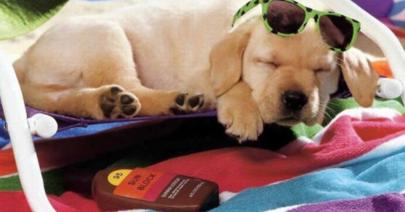 Maui Humane Society Helps Cure Pet Deprivation