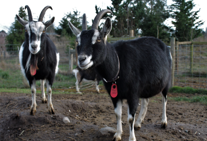 Mystery Bay Farm
