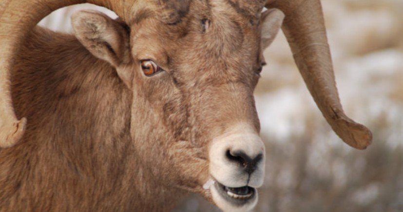 Spring Creek Ranch Unveils Wildlife Package